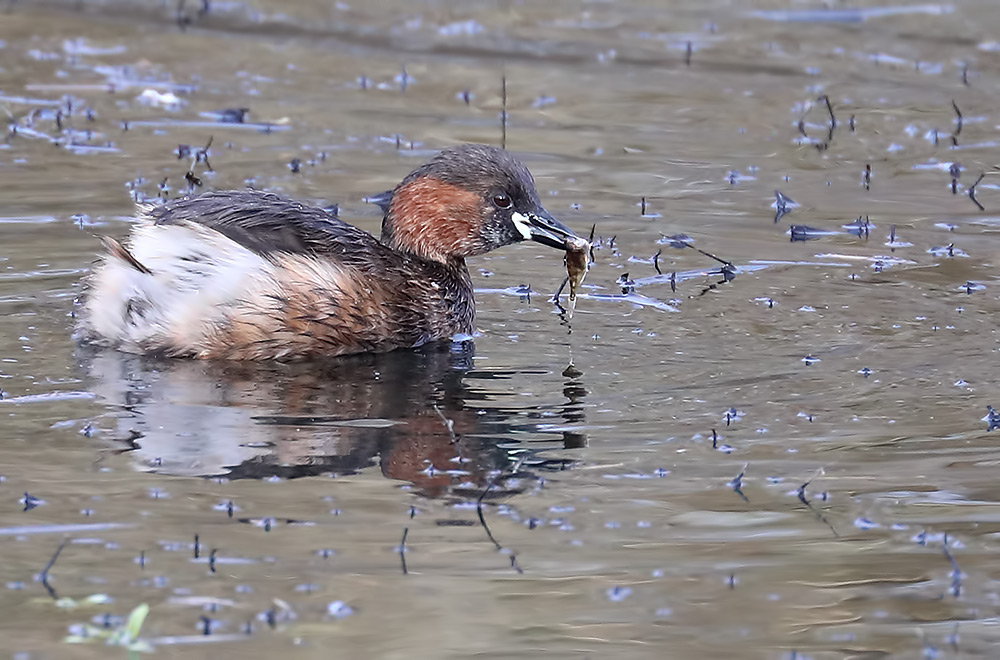dabchick